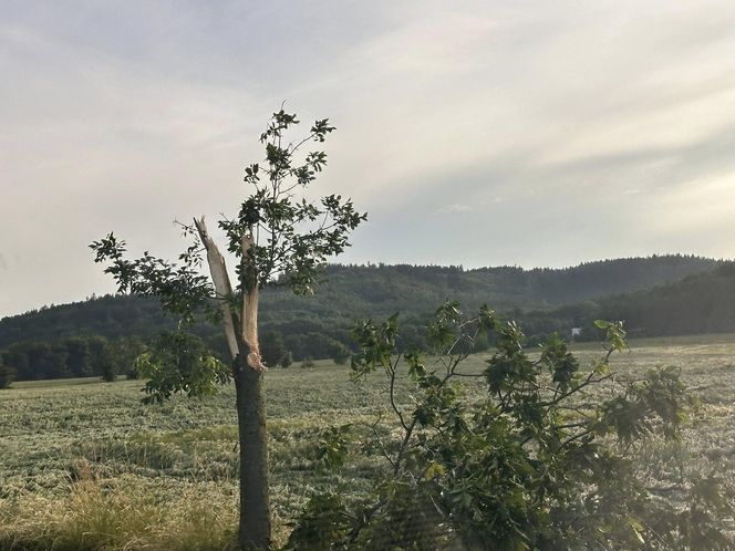 Dolnośląskie. Burze wyrządziły wiele szkód w regionie. Tak wyglądają okolice Jawora [ZDJĘCIA].