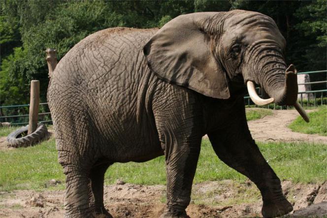 Jednym z gatunków poszukujacych sponsorów są słonie