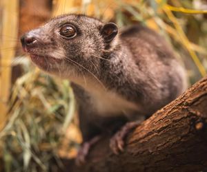Nocny akrobata z Indonezji zamieszkał we Wrocławiu! Poznajcie nowego lokatora Zoo