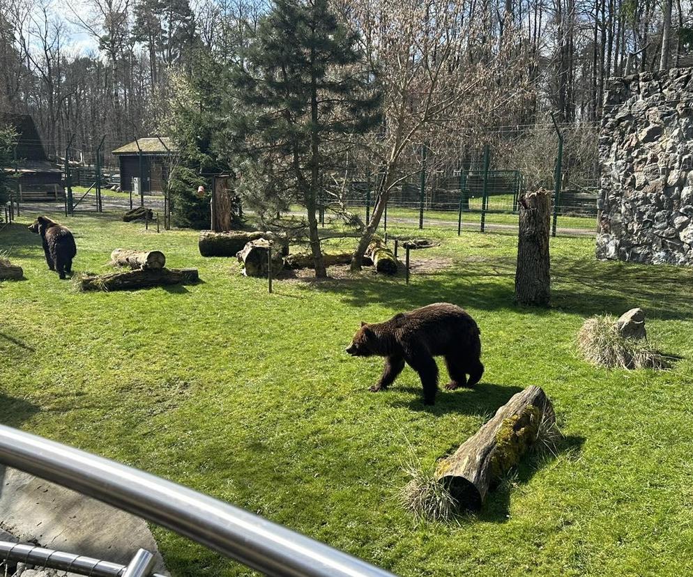 Nowe niedźwiedzie w zoo Akcent w Białymstoku