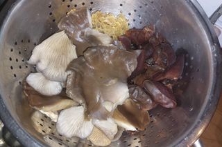 Grzybobranie w zimie w Lubuskiem