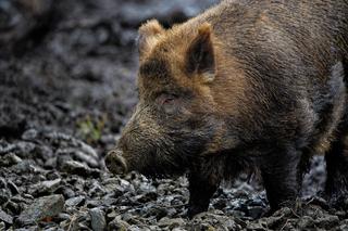 Kilkadziesiąt dzików w powiecie starachowickim zostanie odstrzelonych