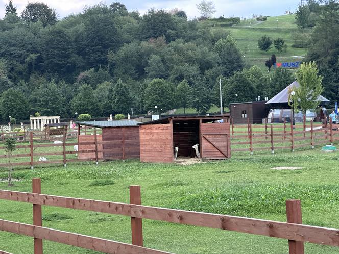 Muszyńskie ogrody zachwycają pięknem. Wyjątkowe miejsce na mapie Małopolski 