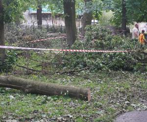 Połamane drzewa w Parku Miejskim w Kielcach po nawałnicy