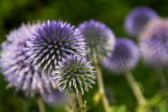 Przegorzan pospolity - Echinops ritro