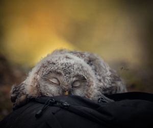 Wiedzieliście, jak niezwykle śpią małe, milusińskie sowy? Ten widok jest niesamowity [GALAERIA]
