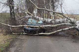 O włos od tragedii! Wielkie drzewo spadło na samochód. Kobieta przeżyła, bo zrobiła coś niesamowitego [FOTO]