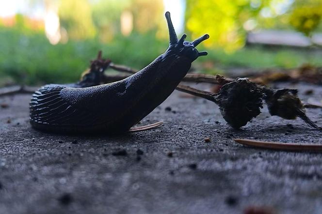 Budzą obrzydzenie i są utrapieniem ogrodników. Ślimaki sieją spustoszenie