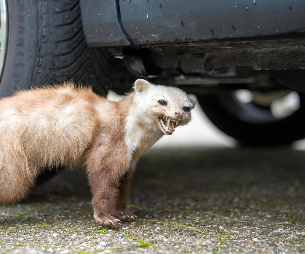Sposób na kunę w aucie
