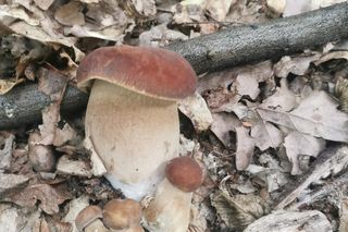 Wysyp grzybów w woj. lubelskim - sierpień 2025