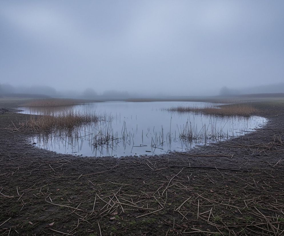 Na pierwszym planie, centralnie, widoczny jest płaski zbiornik wodny w kształcie nieregularnej elipsy, otoczony błotnistą ziemią pokrytą suchymi patykami i resztkami roślinności. Woda w zbiorniku jest ciemnoszara, odbijająca jasne, zamglone niebo. Z wody wystają pojedyncze, suche trzciny i trawy, tworząc nieregularne wzory.

Po lewej stronie zbiornika leży kilka dużych, powalonych, ciemnych pni drzew. Dalej na lewo rozciąga się pas lasu, którego zarysy są niewyraźne z powodu gęstej mgły. Po prawej stronie widoczne są krzewy o czerwono-brązowych gałęziach. Cały pejzaż tonie w gęstej, szarej mgle, która rozmywa horyzont i sprawia, że odległe elementy stają się niewidoczne, tworząc melancholijny i spokojny nastrój.
