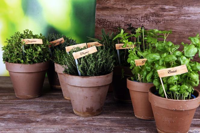 Jak dbać o zioła w doniczkach w domowych warunkach