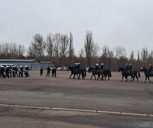 Atestacja koni służących w łódzkiej policji i straży miejskiej