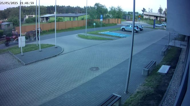 Poddębice. Wóz konny na parkingu komendy. Kierowca nietrzeźwy i z dożywotnim zakazem [ZDJĘCIA]. 