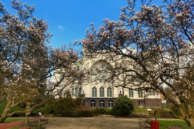 Magnolie, ale nie tylko... W arboretum kórnickim kwitnie coraz więcej roślin