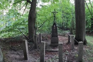 Las Kudra w woj. podlaskim