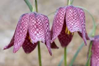 Szachownica kostkowata - Fritillaria meleagris