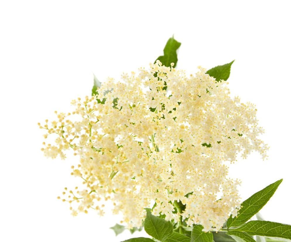 Wypróbuj nasz przepis na olej z kwiatów bzu czarnego