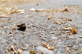 Pszczoły padają w Warszawie