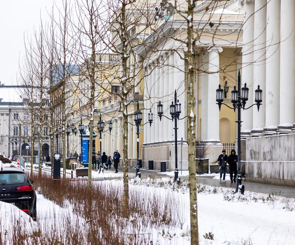 Nowe drzewa i krzewy na placu Bankowym w Warszawie, grudzień 2023 r.