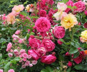 Rosarium - ogród pełen róż