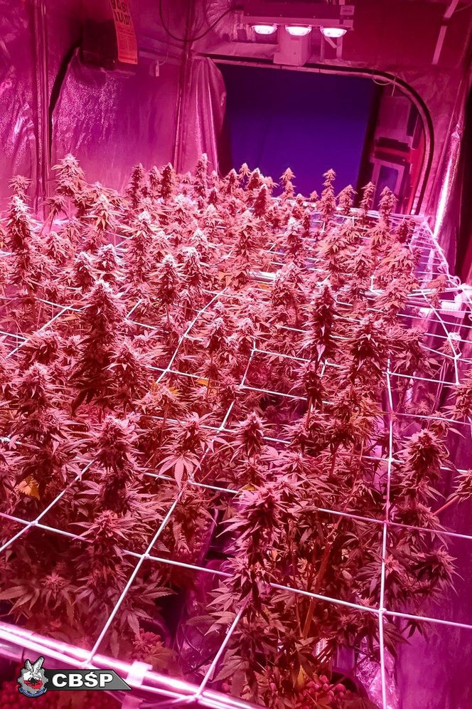 Akcja CBŚP w dwóch województwach. Zdjęcia z działań służb