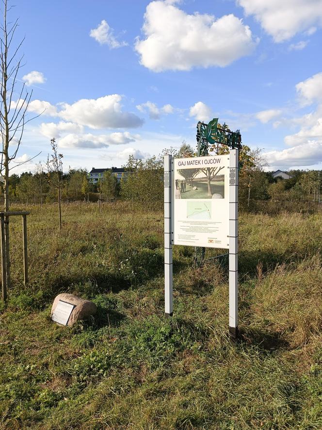 Gaj Matek i Ojców w Gdańsku zaniedbany. Miał być symboliczny park, są uschnięte drzewa i wysoka trawa