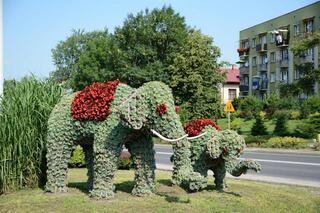 Ukrainiec zderzył się ze słoniami w Przeworsku