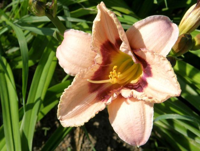 liliowce