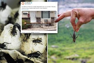 Miliony owadów opanowały miasta. Przerażające nagrania! Blokują dostęp do szpitali