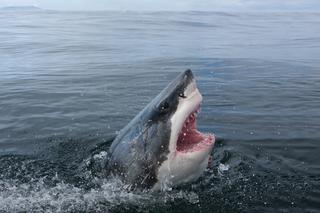 Inwazja rekinów na kokainie! Odurzone drapieżniki szaleją w morzu!