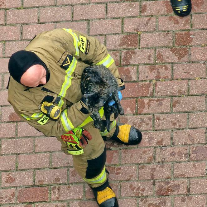 Bohaterscy strażacy weszli w ogień, żeby ratować kota. Mieszkańcy mieli łzy w oczach