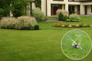 Podlewanie trawy - jak prawidłowo podlewać trawnik? Kiedy nie podlewać trawy?