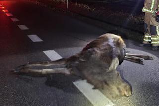 Potężny łoś wyskoczył z przydrożnego rowu. Przebił racicami dach auta i poważnie ranił 29-latkę