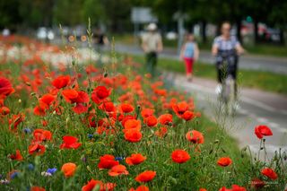 Łąki kwietne w Białymstoku 2025