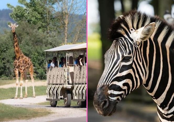 Park Safari w Czechach. Miejsce, gdzie warto zrobić postój w drodze do Chorwacji 