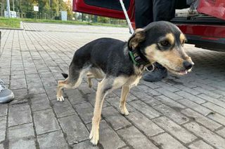 Suczka żyła wśród pól, na łańcuchu. Nawet nie przy budzie. Od wiatru osłaniała ją taczka