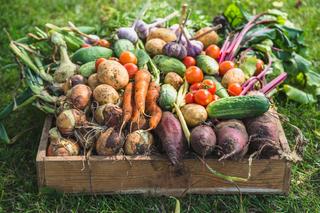 Prace w warzywniku we wrześniu: zbiory, wysiew, sadzenie, rozmnażanie warzyw