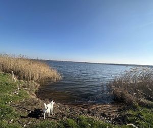 Przygodzice. Mało wody w stawach. Mniej ryb i zagrożenie dla przyrody