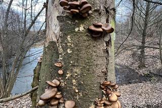 A to ci niespodzianka! Pyszne grzyby na pniach drzew w środku zimy 