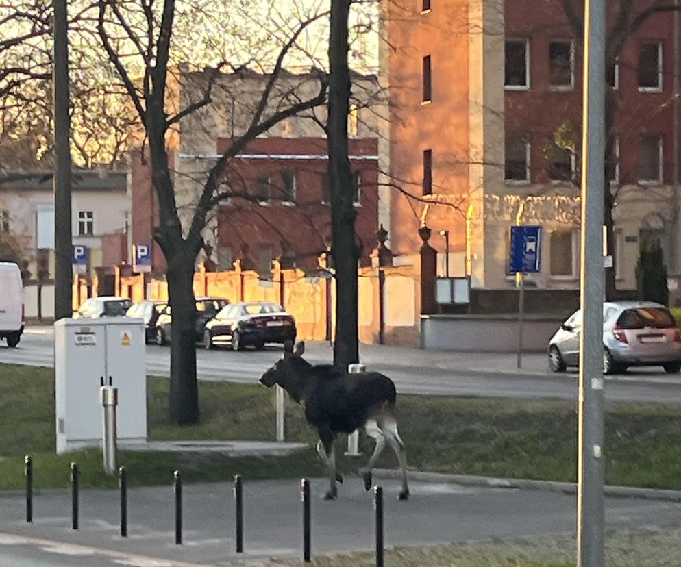 Łosie spacerowały po centrum Bydgoszczy! Mieszkańcy w szoku [ZDJĘCIA]