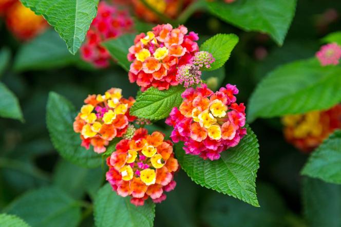 Lantana pospolita