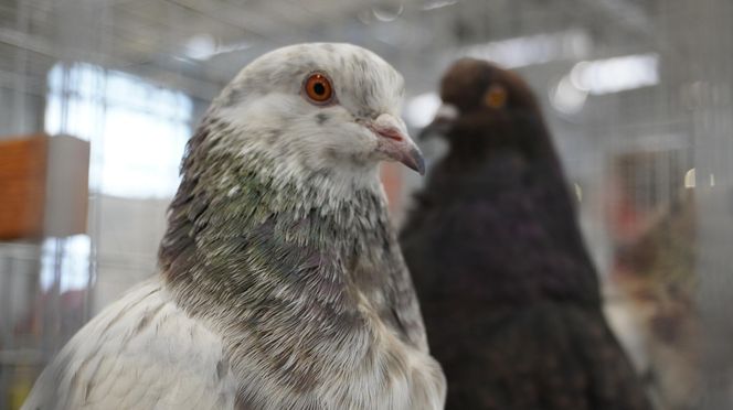 ZOOPARK w Lublinie. „Postawiliśmy na polski las. Chcemy promować nasze zwierzątka”