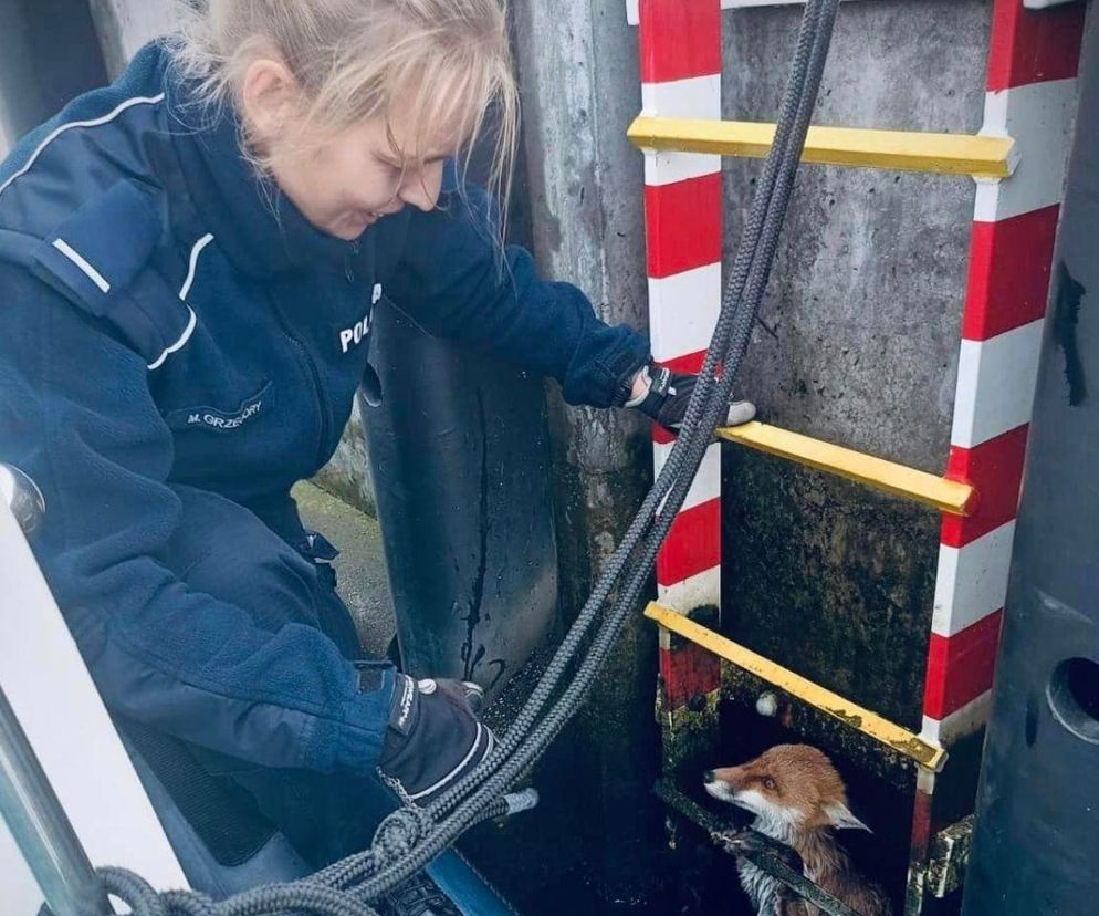 Niesamowita akcja gdańskich policjantów. Uratowali lisa przed utonięciem 