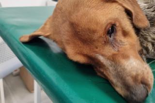 Makabryczne odkrycie pod Wrocławiem. Czy ktoś celowo otruł psy? 