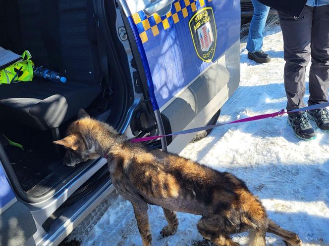 Pamiętacie Figę? Skrajnie zaniedbana suczka nie wróci do swoich właścicieli