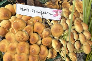 Grzybowe święto w Lublinie. Plac Litewski zamienił się w las pełen grzybów.