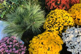 Piękna pogoda zachęcała do cmentarnych porządków