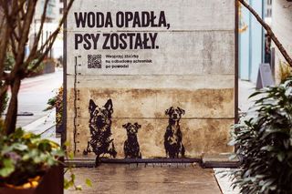 Woda opadła, psy zostały. Zbiórka dla schronisk