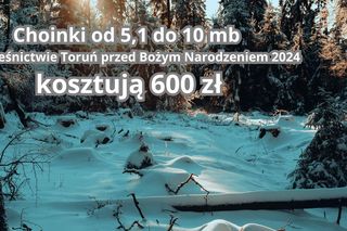 Tu sprzedają najtańsze choinki w województwie kujawsko-pomorskim. Można wybrać samemu!